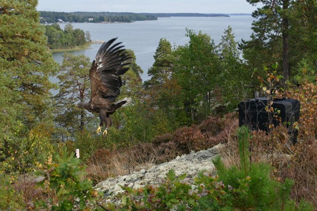 Örnhona släpptes fri efter rehabilitering Örnhona släpptes fri efter rehabilitering
