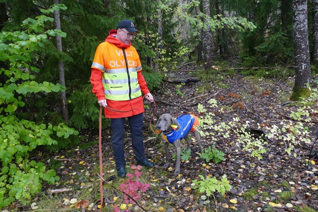 Nu inleds hgssongen fr viltolyckor 