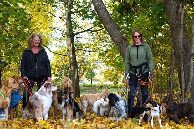 Fixalot: Hunddagis med lugn och struktur Fixalot: Hunddagis med lugn och struktur