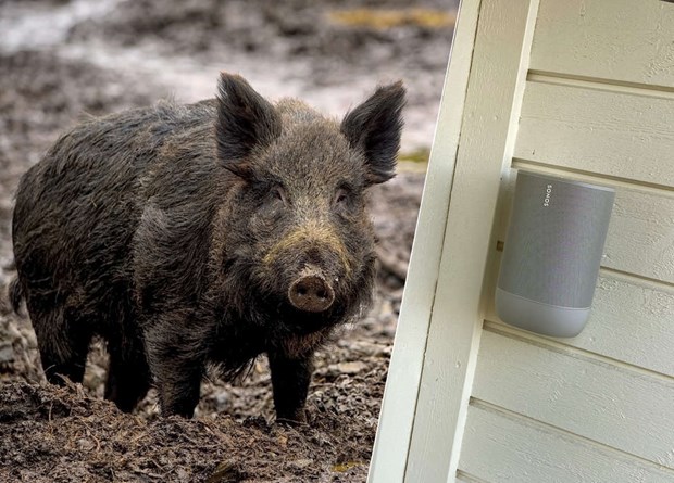 Radiorster hller vildsvin borta p Ljuster 