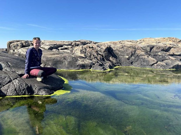 Invasiva ostron kan n sterker
