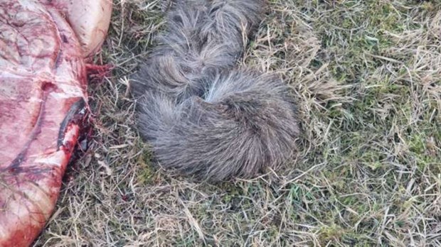 Slaktrester dumpades vid väg – risk för nya olyckor Slaktrester dumpades vid väg – risk för nya olyckor