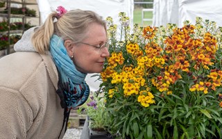 Blommor och bin ret runt 