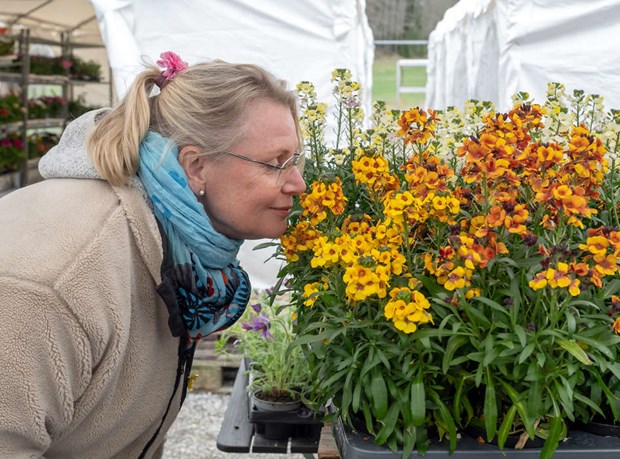 Blommor och bin ret runt 