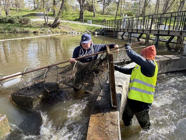 Fiskeräkning i Kanalen Fiskeräkning i Kanalen