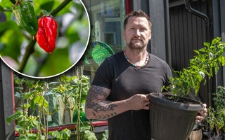 Het odlargldje hemma hos Micke