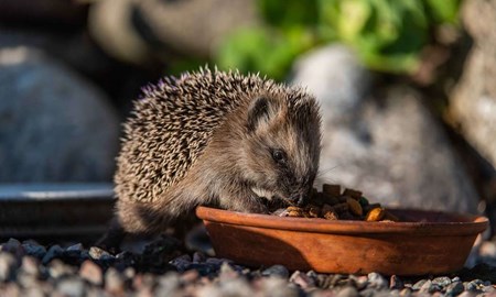 S kan du hjlpa sterkers igelkottar 