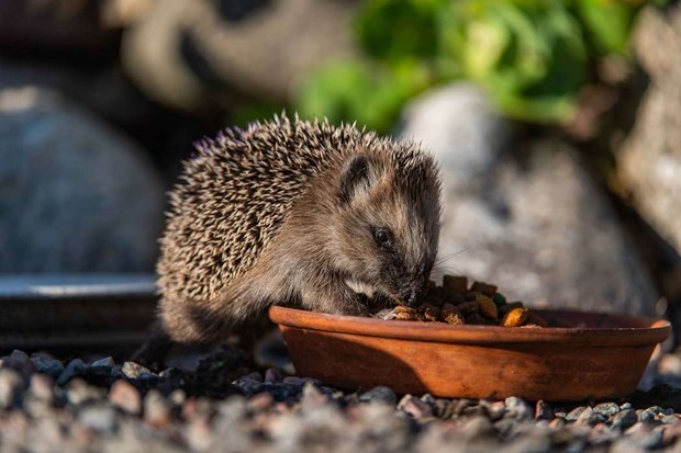 Så kan du hjälpa Österåkers igelkottar Så kan du hjälpa Österåkers igelkottar