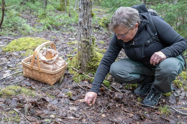 Efter regnet � nu kommer svampen 