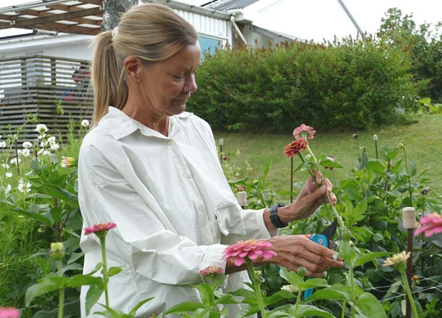 Närodlade buketter i Ann-Sofies trädgård Närodlade buketter i Ann-Sofies trädgård