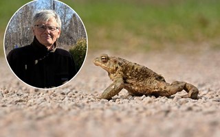 Hemsida ska kartlägga groddjuren