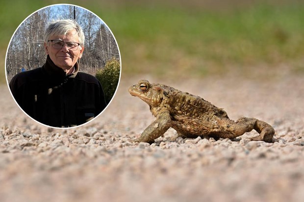 Hemsida ska kartlägga groddjuren  Hemsida ska kartlägga groddjuren