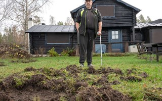 Vildsvinen skapar desperation på Ljusterö