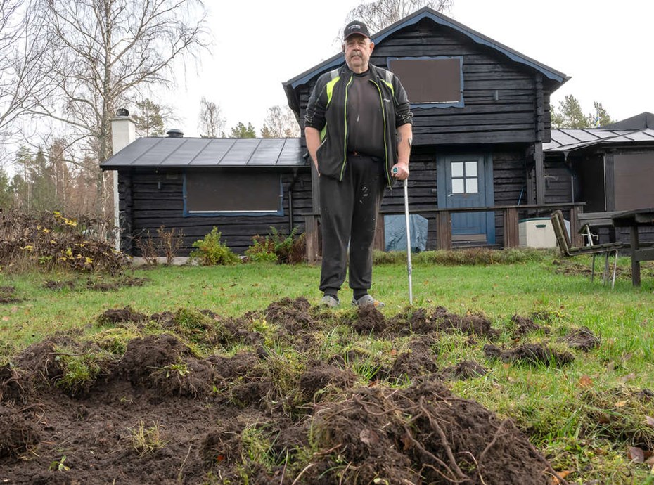Vildsvinen skapar desperation på Ljusterö