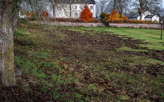 Vildsvinsinvasionen på Ljusterö – ”Vi är på rätt väg”