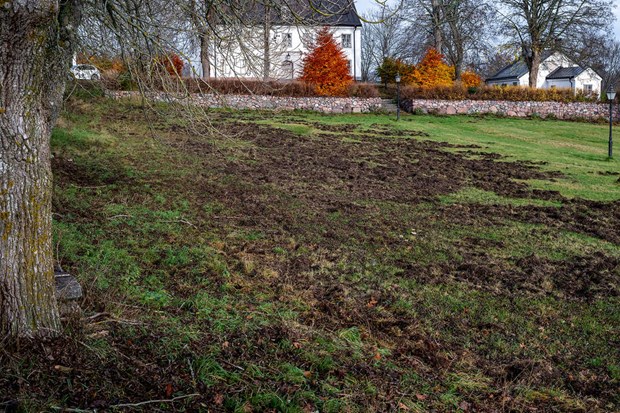 Vildsvinsinvasionen på Ljusterö – ”Vi är på rätt väg” Vildsvinsinvasionen på Ljusterö – ”Vi är på rätt väg”