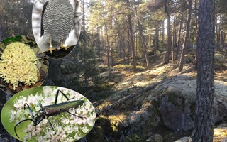 �ster�ker har f�tt ett nytt naturreservat 