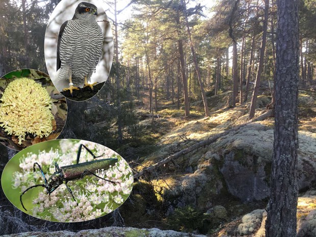 �ster�ker har f�tt ett nytt naturreservat 