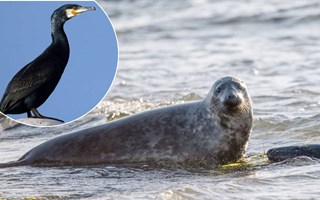 Ny rapport f�resl�r mer jakt p� s�l och skarv 