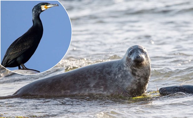 Ny rapport f�resl�r mer jakt p� s�l och skarv 