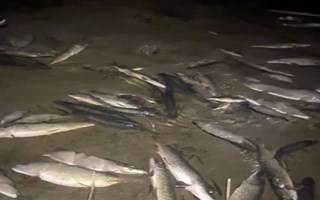 Massd�d av fiskar p� Ljuster� 