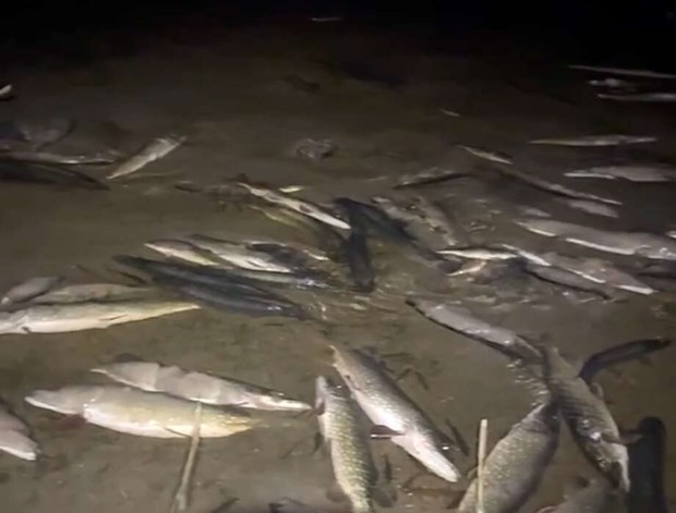 Massd�d av fiskar p� Ljuster� 