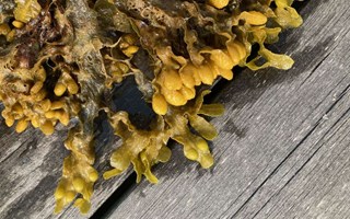 Stötta forskningen med tångobservationer