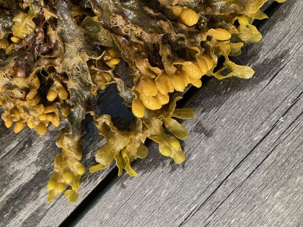 St�tta forskningen med t�ngobservationer 