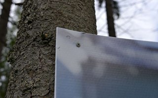 Valaffischer skruvas in i friska träd