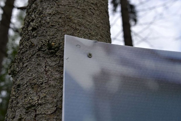 Valaffischer skruvas in i friska träd Valaffischer skruvas in i friska träd